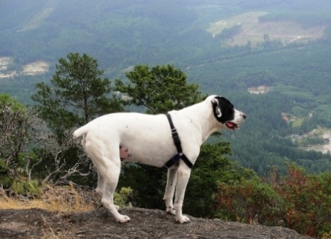Nick (my dog) on Mt. Daniel