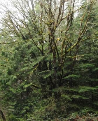 Gnarly maple tree at start of Homesite Creek loop.